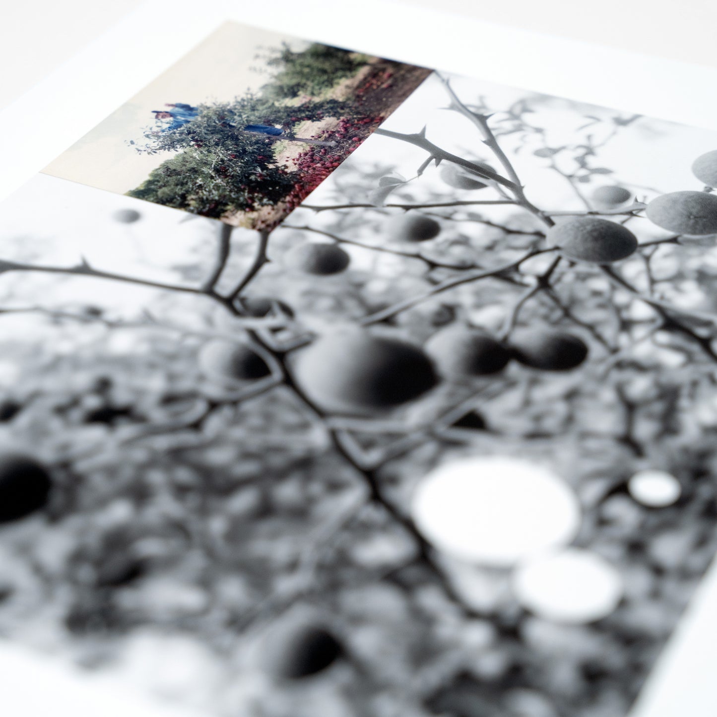 Limited Edition Print | Ryan Frigillana