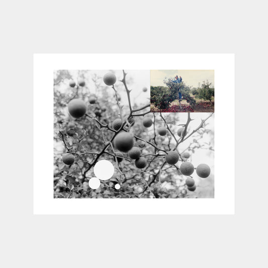 Limited Edition Print | Ryan Frigillana