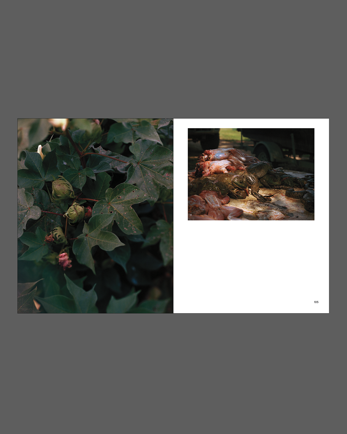 New South, Volume III: Hunters & Gatherers